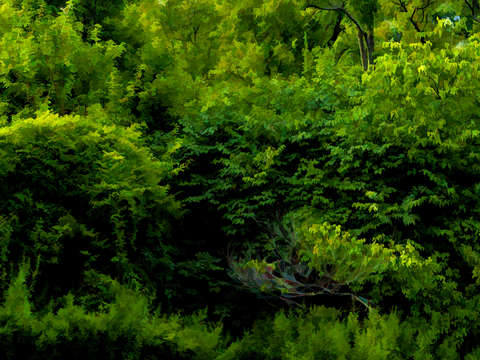 Into the mysterious forest