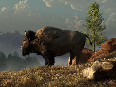 The great american bison