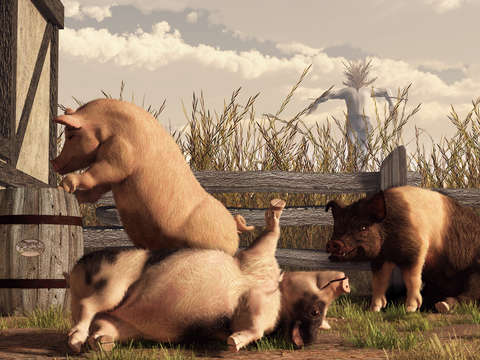 Drunken pigs