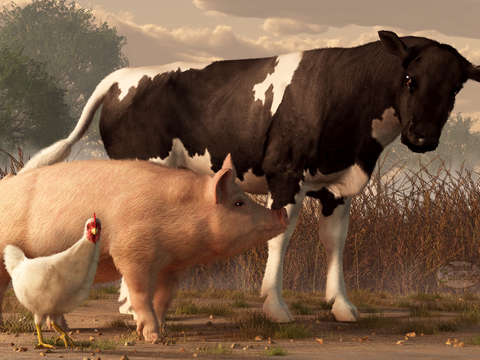 Beef pork and poultry