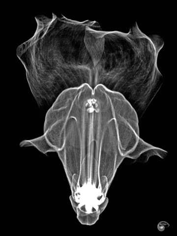 Snap dragon negative