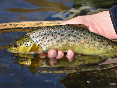 Native brown