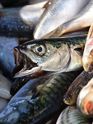 Fall Series - Horse Mackerel