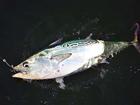 False albacore
