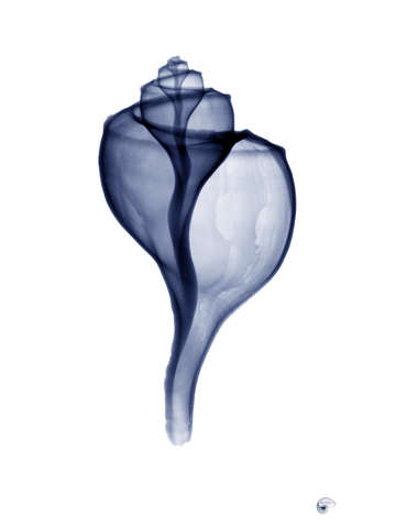 Blue toned whelk