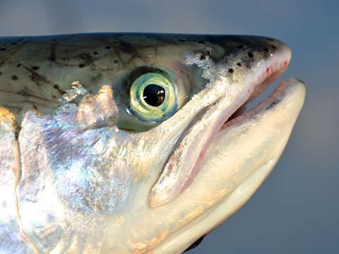 Coho