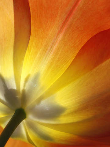 Sunlite tulip