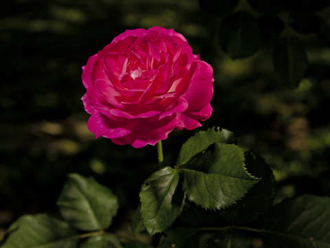 Pink rose in the dark