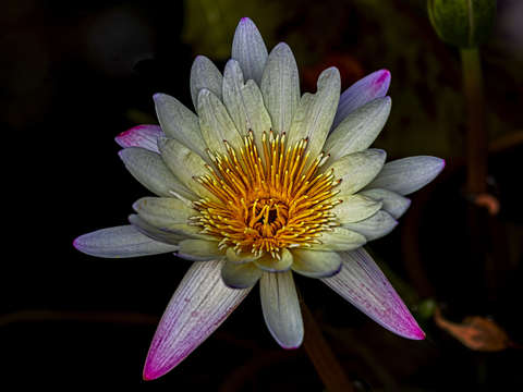 Water lily 9