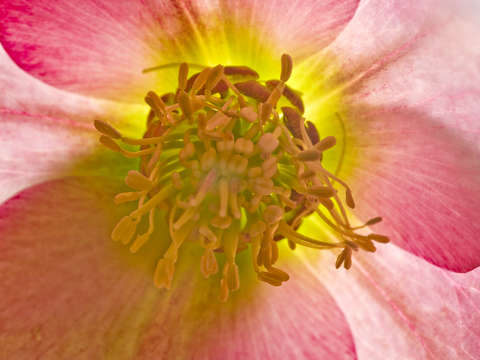 Helleborus xhybridus lenten rose
