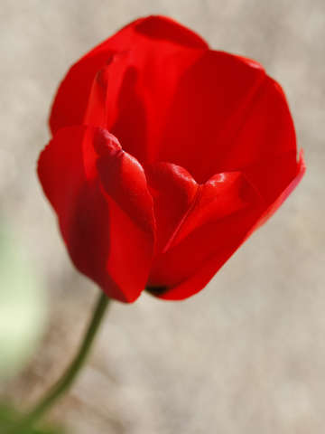 Red Rose