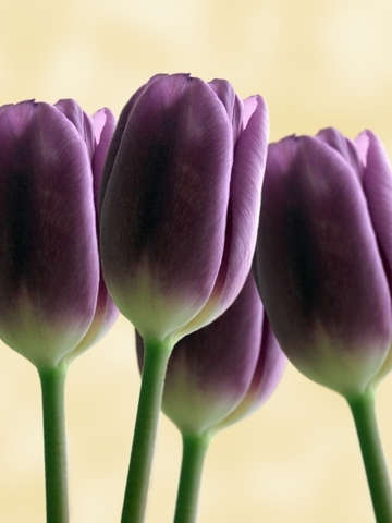 Purple tulip flowers