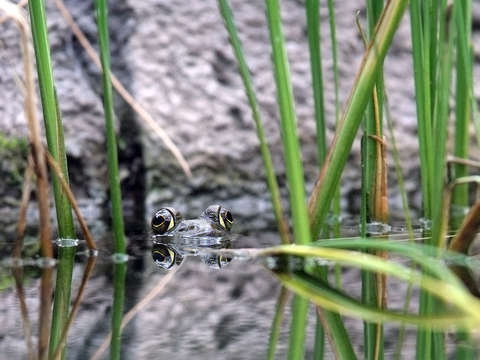 Big eyed frog in water