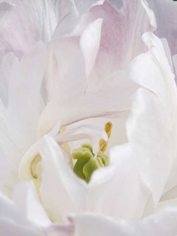 White flower