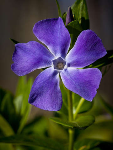 Purple flower