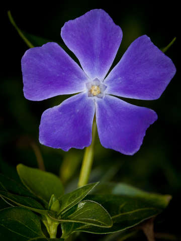 Purple Flower 2