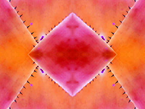 Warmth in venus