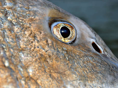 Black drum