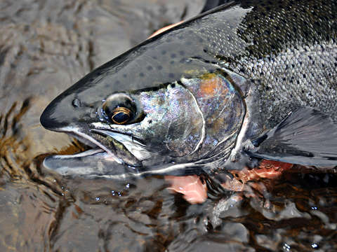 Steelhead