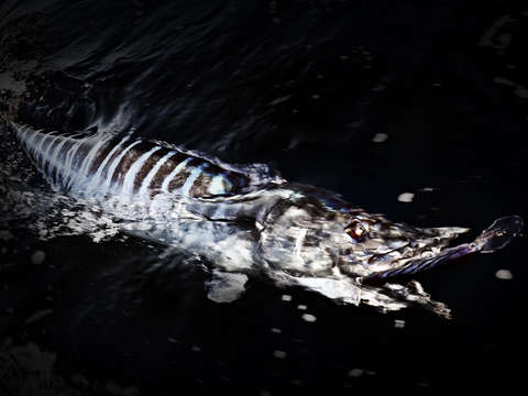 Winter series wahoo