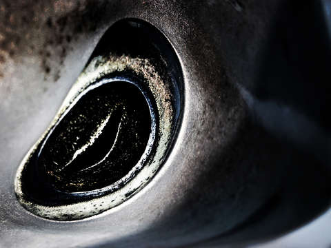 Winter series thresher eye