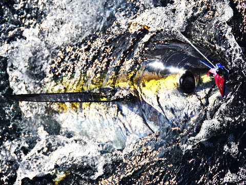 Winter series oceanographer yellowfin