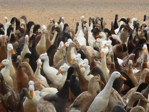 Ducks of the world