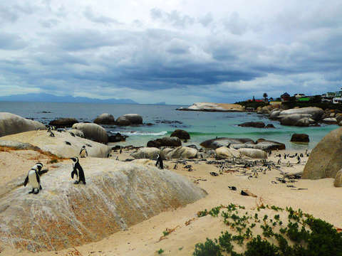 In the land of penguins
