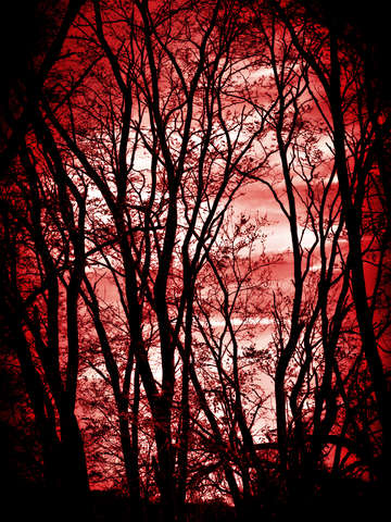 Through the trees i run