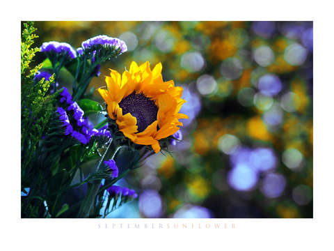 September sunflower