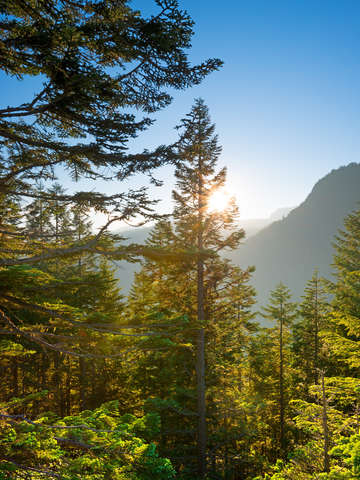 Mount rainier national park 6