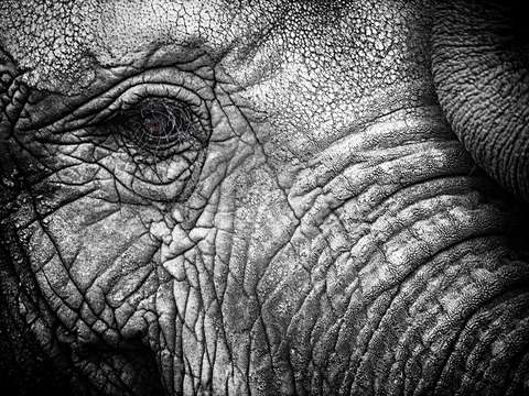 African-eyes