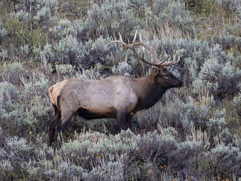 Bull elk 2