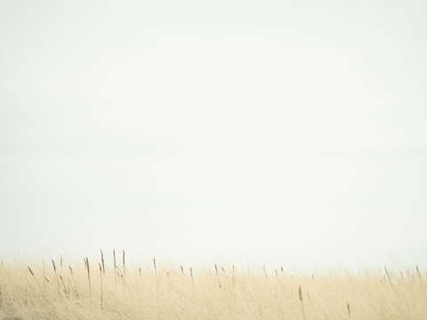 Wild grass