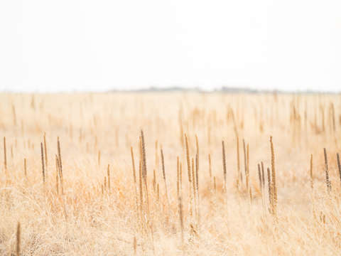 Abstract field