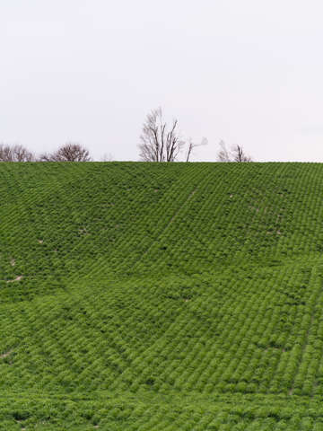 Beans i think