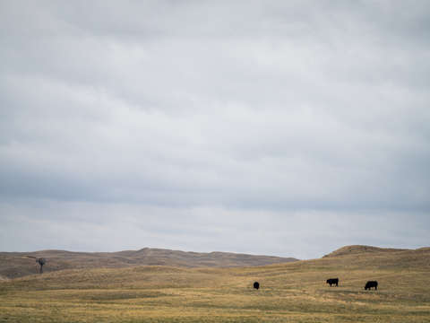 A cows buffet
