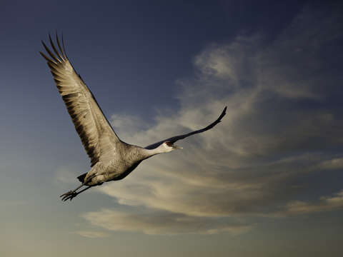 Sandhill crane
