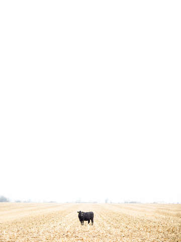 Moo 2