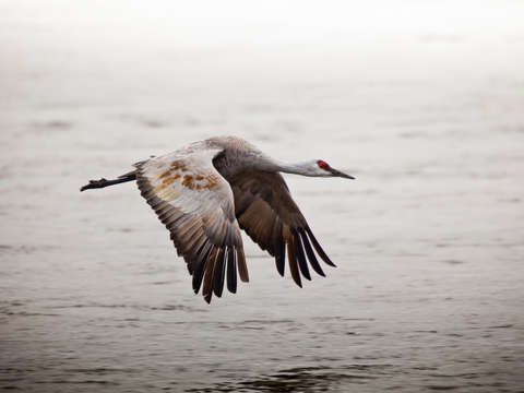 Sandhill crane in flight