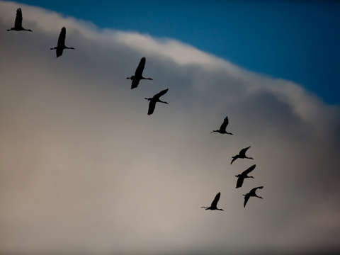 Sandhill cranes