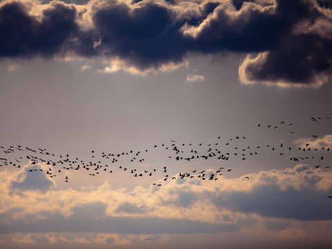 Sandhill crane migration