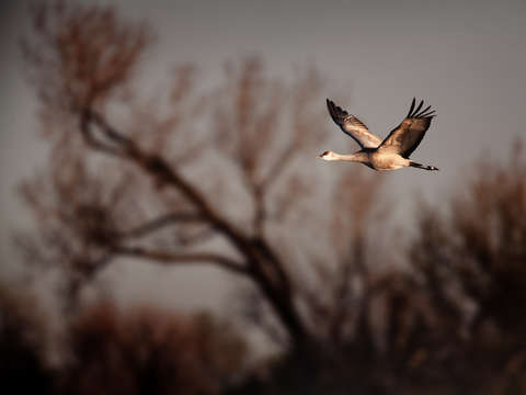 Sandhill crane 2