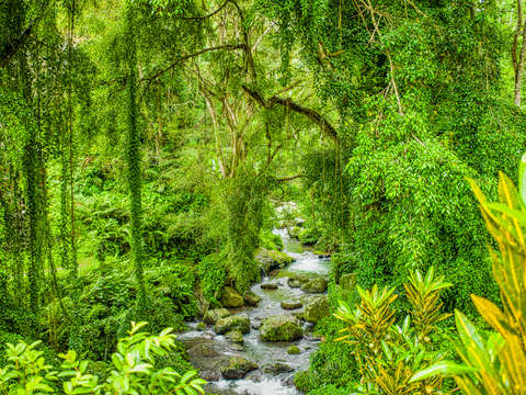 Tropical jungle
