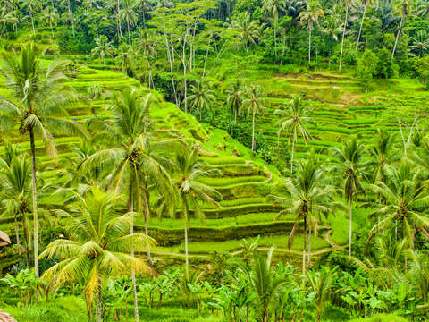Tegalalang rice terrace