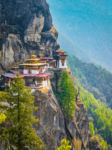 Tigers nest