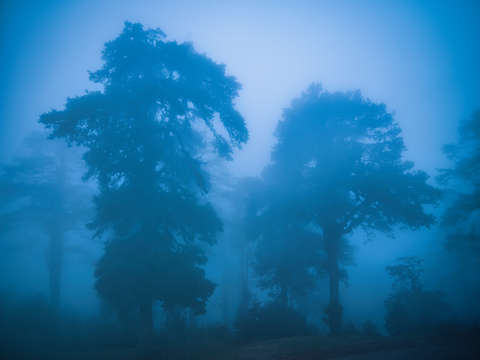 Trees in himalayan fog