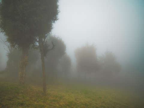 Trees in the mist