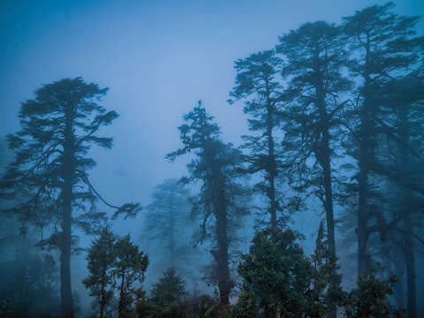 Afternoon mist