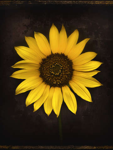 Heliotrope-2